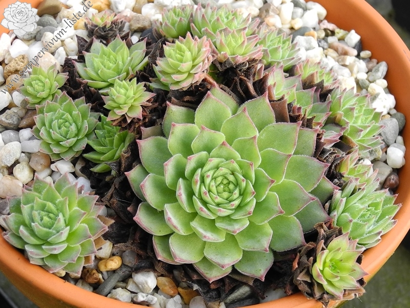 gillianii from Soğuksu Millî Parkı (Typ PH8063)