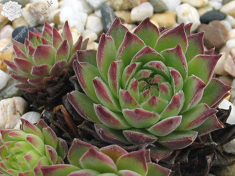 gillianii from Soğuksu Millî Parkı (Typ PH8063)