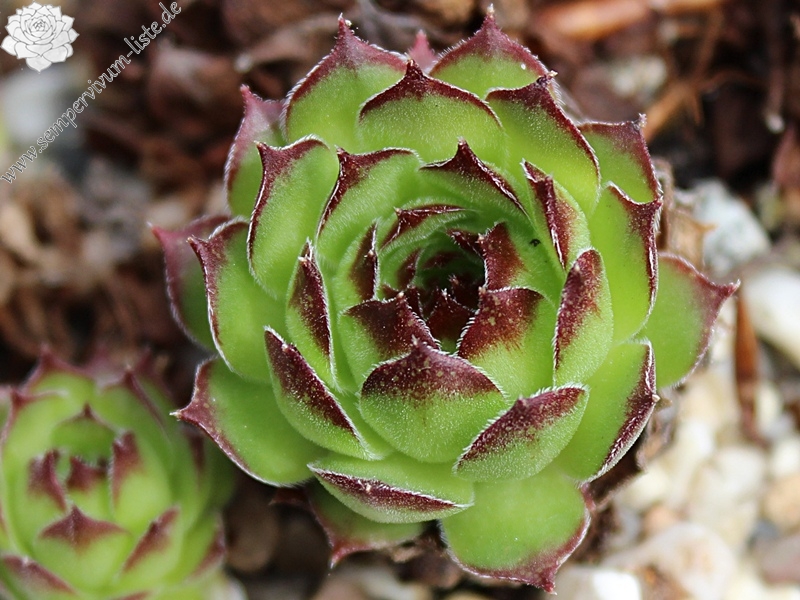 gillianii cf. from Ilgaz Dagi (Typ PH8058)