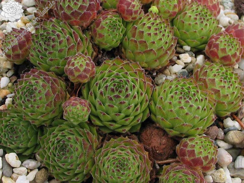 giuseppii from Pena Espigüete