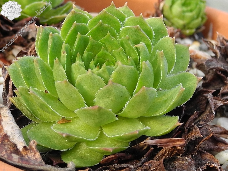 glabrifolium cf. from Mt. Aragac (Typ PH8008)