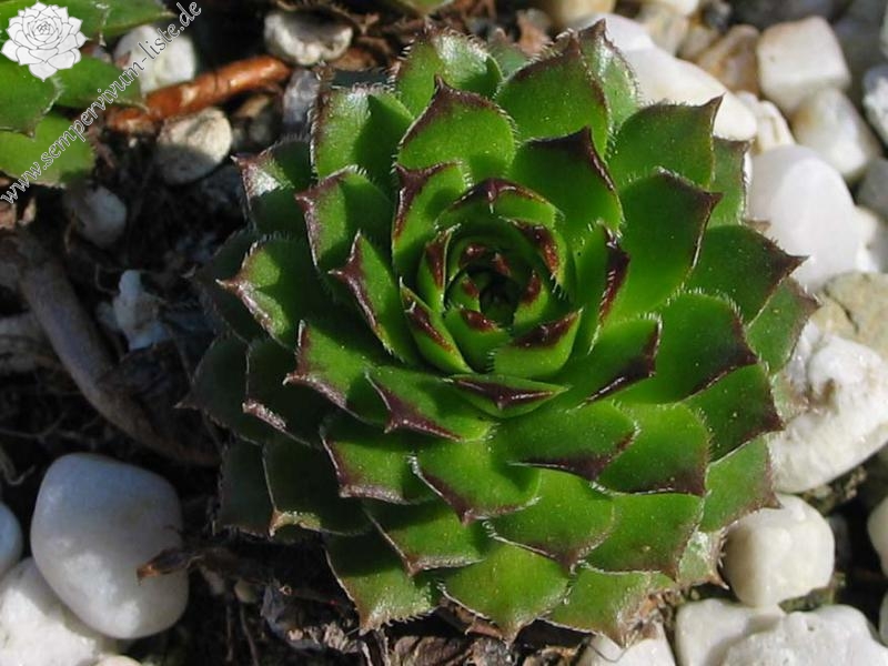 glabrifolium cf. from road Artvin to Verzirkoey