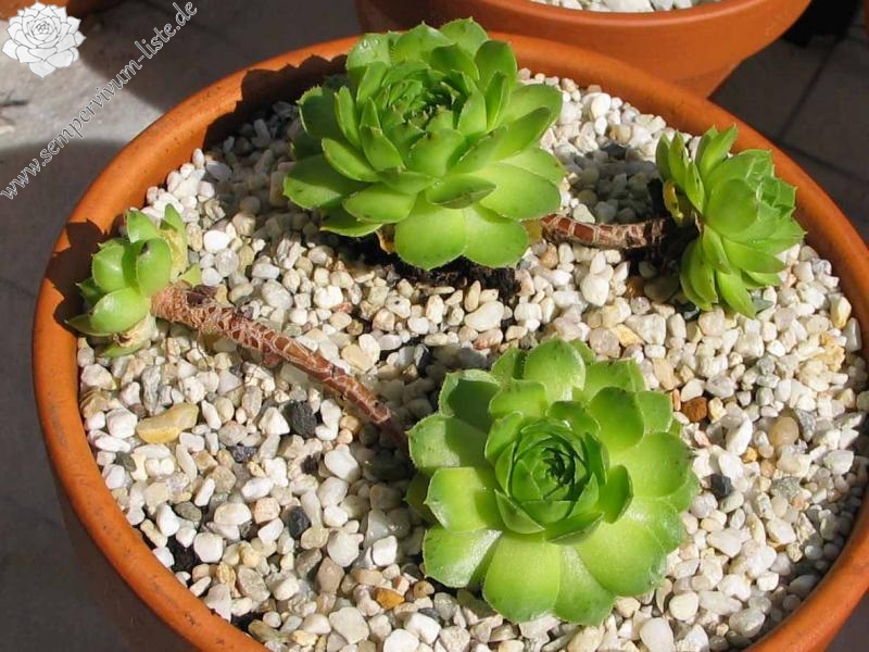 glabrifolium cf. from Mt. Aragac (Typ PH8008)