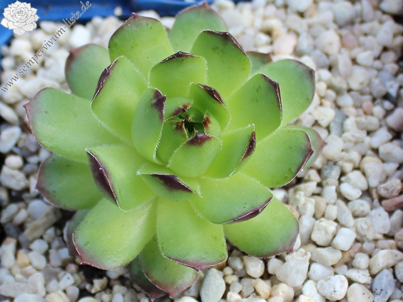 glabrifolium cf. from Mt. Aragac (Typ PH1308)
