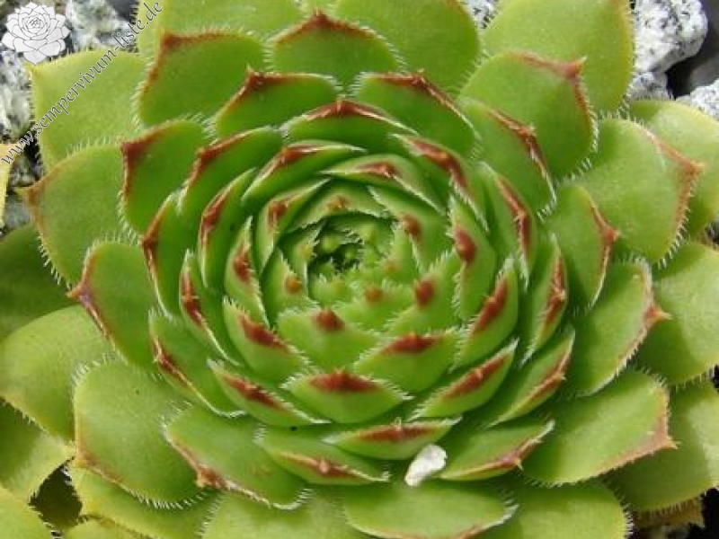 glabrifolium cf. from road Artvin to Verzirkoey