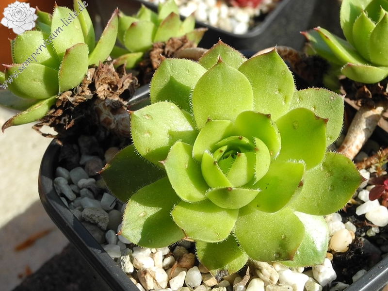 glabrifolium cf. from Mt. Aragac (Typ PH1308)