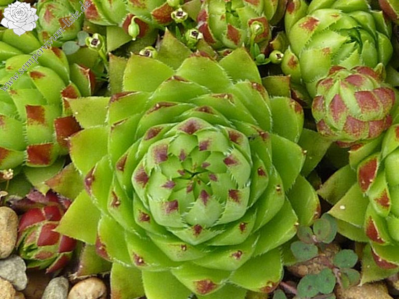 globiferum ssp. hirtum from Glacká cesta, 870m