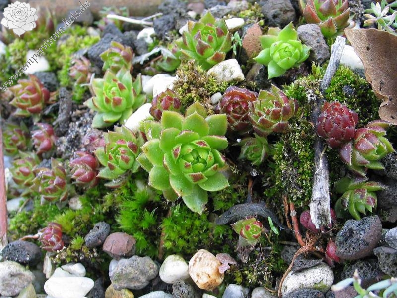 globiferum ssp. globiferum from Lochen