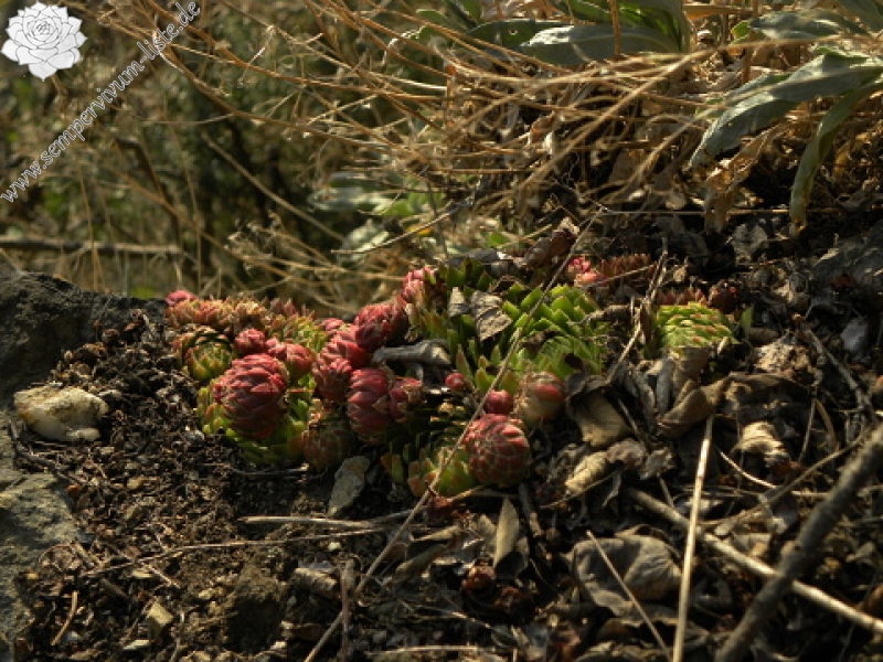 globiferum ssp. globiferum from Horní Liblín