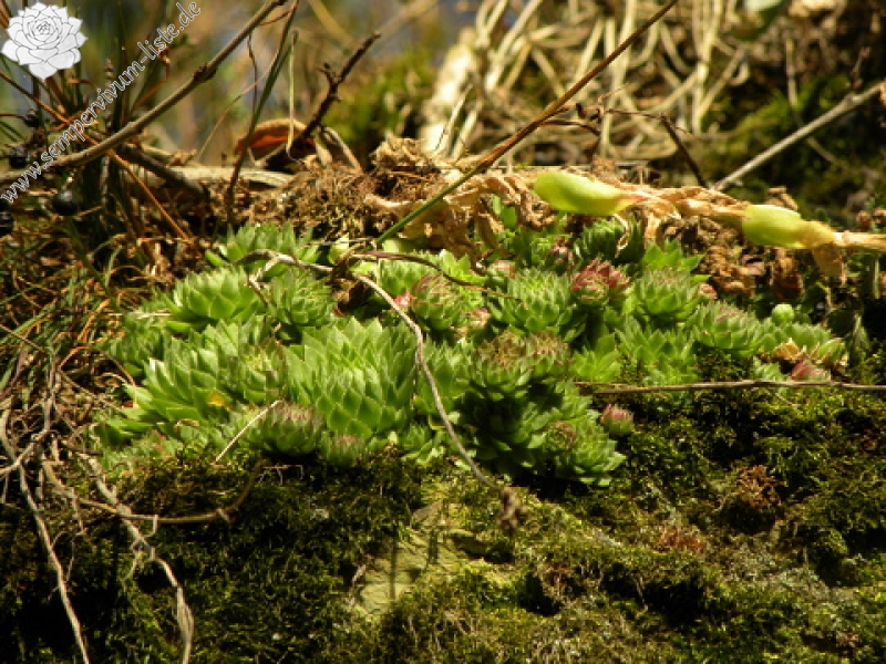 globiferum ssp. globiferum from Horní Liblín