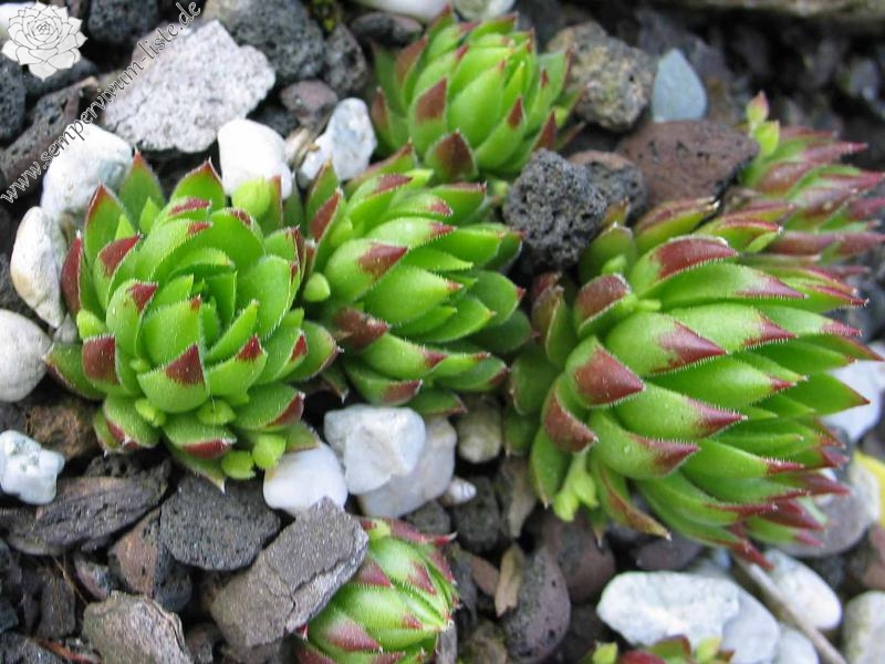 globiferum ssp. hirtum from Baba Mare