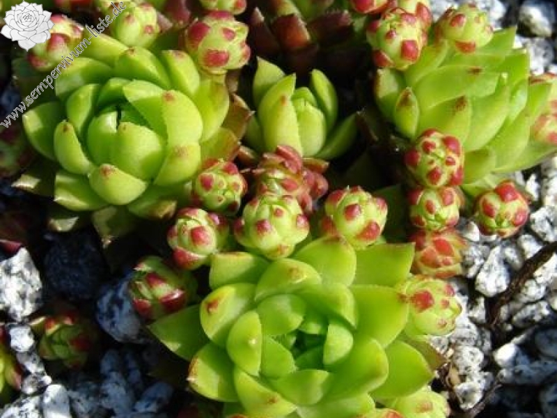 globiferum ssp. hirtum from Kremnica (südl., Typ D)