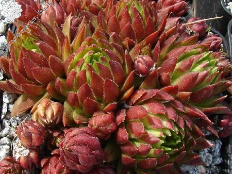 globiferum ssp. hirtum from Pusté sedlo Machnaté Typ A