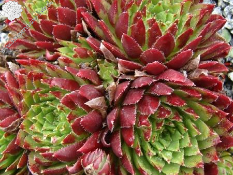 globiferum ssp. hirtum from Pusté sedlo Machnaté Typ A