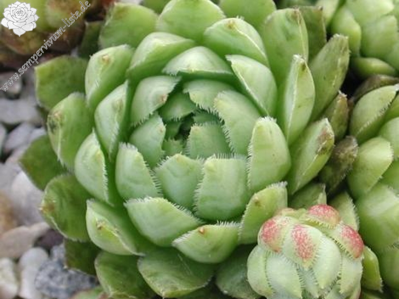 globiferum ssp. hirtum from Budai Mts Typ B HO
