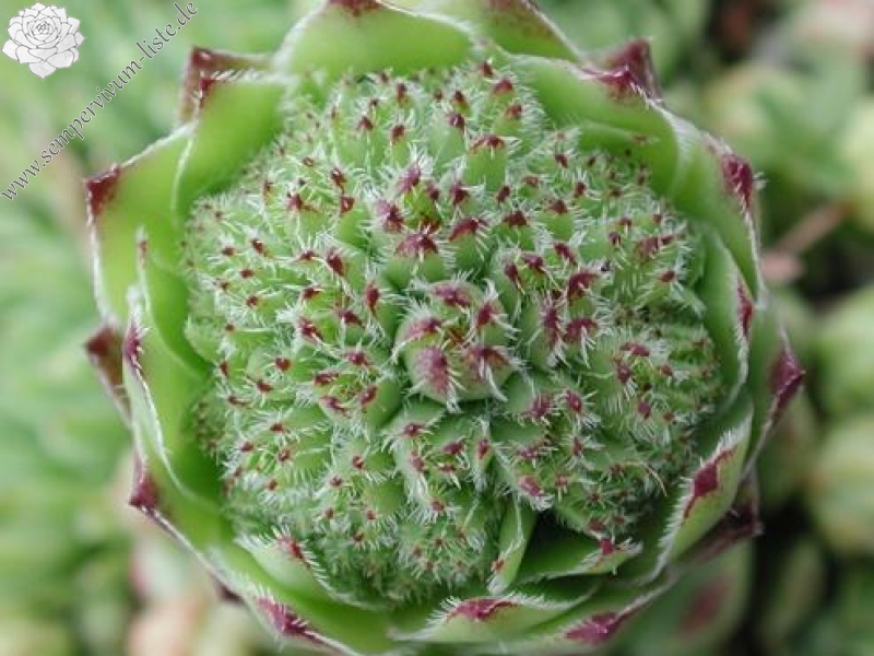 globiferum ssp. hirtum from Budai Mts Typ B HO