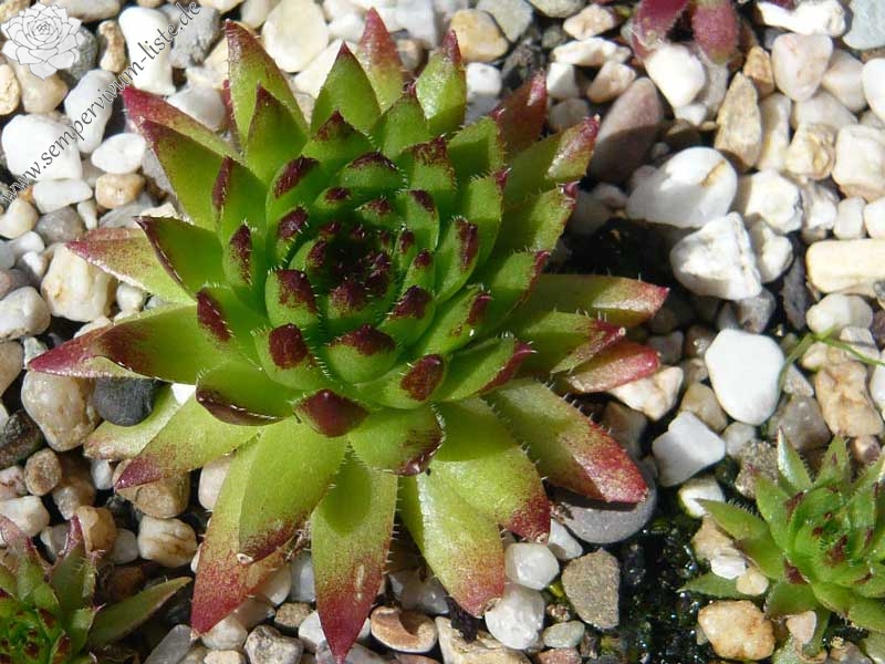 globiferum ssp. hirtum from Dunajec