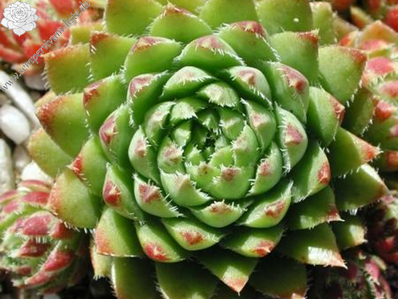 globiferum ssp. hirtum from Eisenerzer Alpen