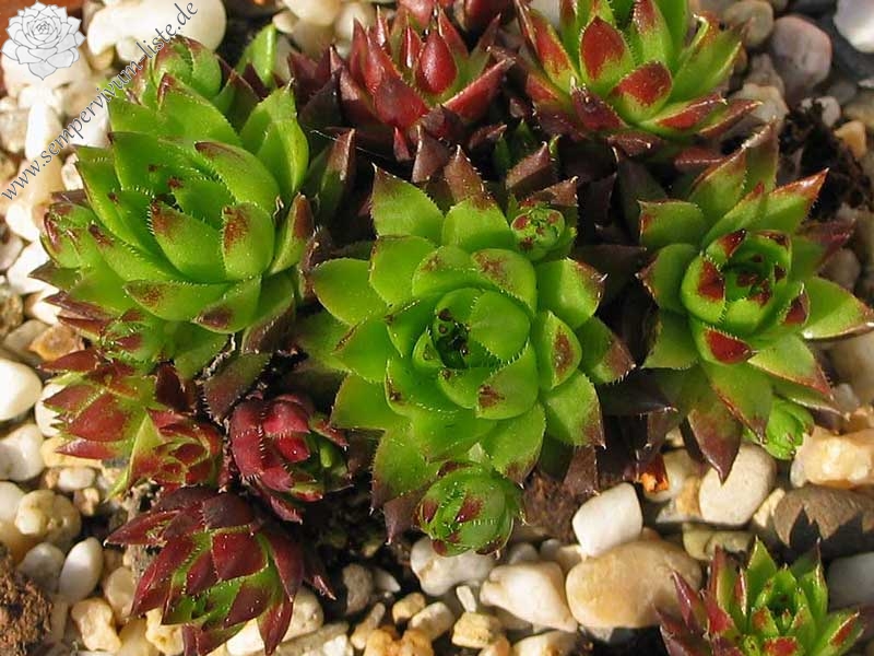 globiferum ssp. hirtum (tatrensis) from Šútovo