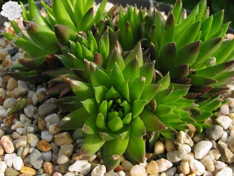 globiferum ssp. hirtum (tatrensis) from Jastrabska Skala
