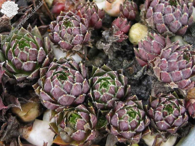 globiferum ssp. hirtum from Budai Mts Typ B HO