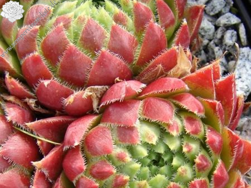 globiferum ssp. hirtum from Lipovec Typ A