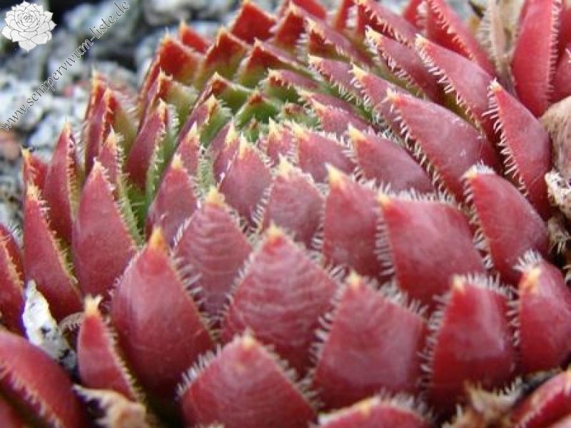 globiferum ssp. hirtum from Lipovec Typ A