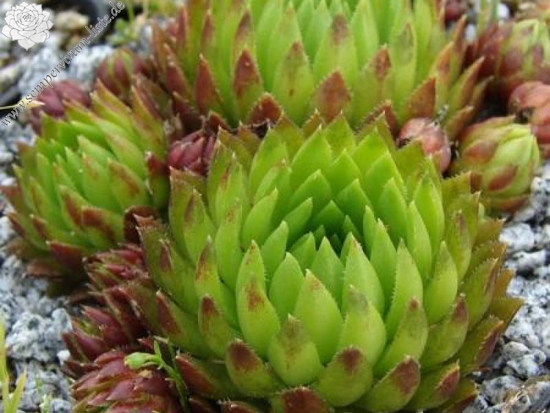 globiferum ssp. hirtum from Pusté sedlo Machnaté Typ B