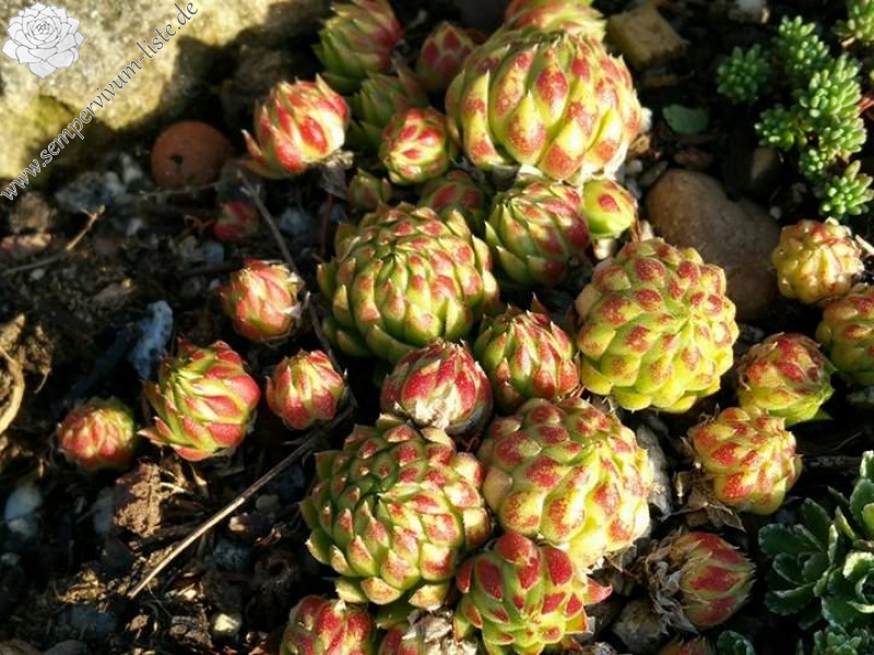 globiferum ssp. allionii from Col de Turini, Camp de Cabanes Vieilles