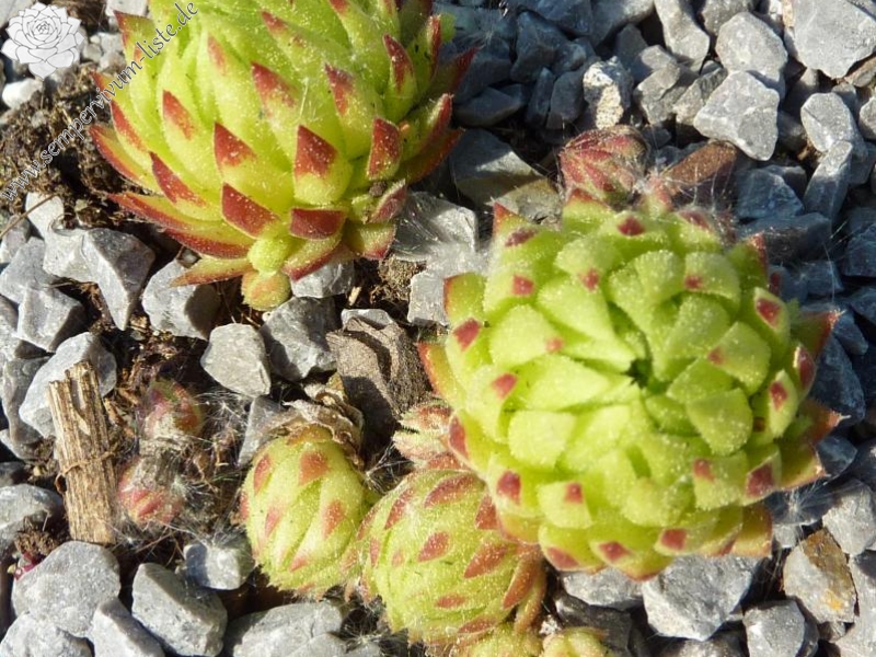 globiferum ssp. allionii from Aisone (falsch: Aione)