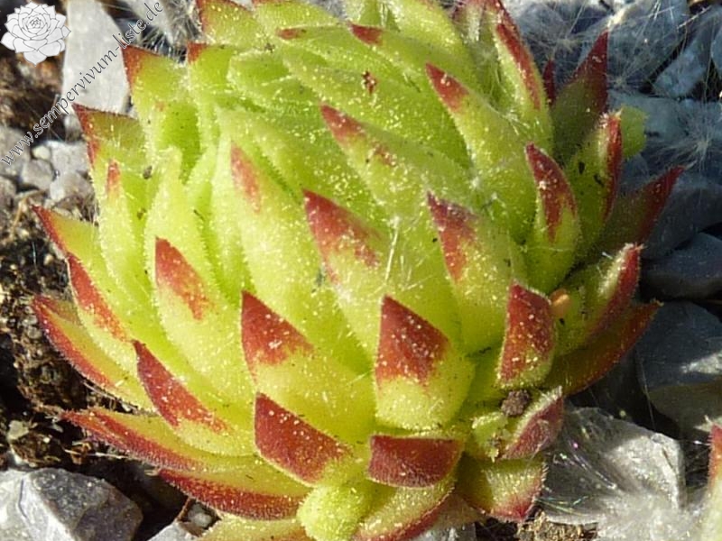 globiferum ssp. allionii from Aisone (falsch: Aione)