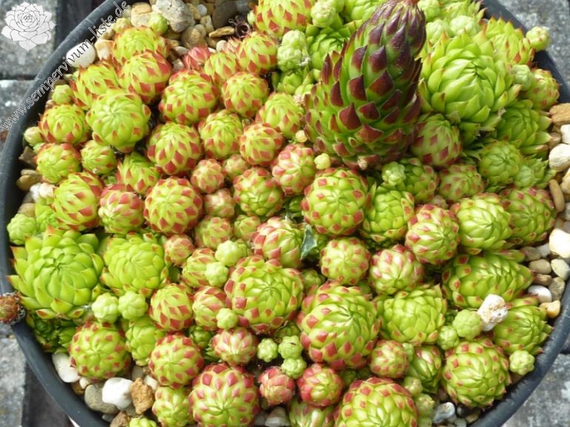 globiferum ssp. allionii from Aisone (falsch: Aione)