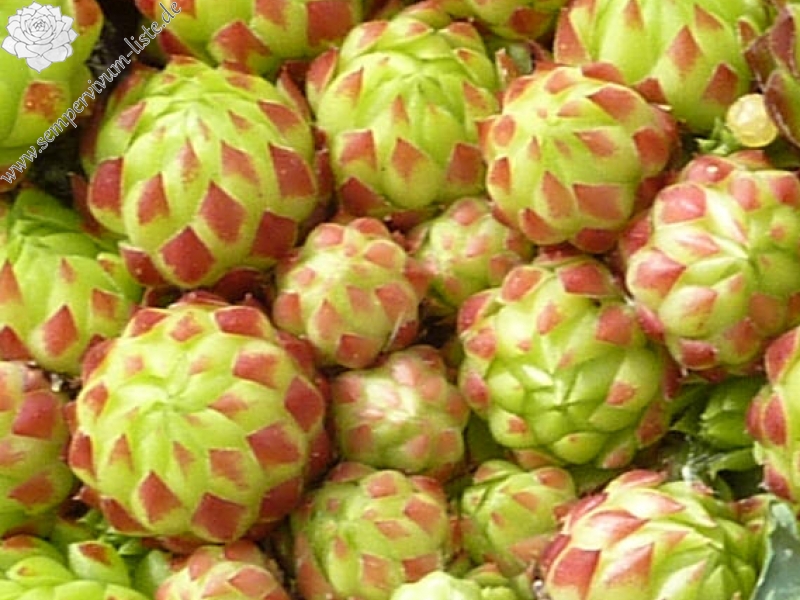 globiferum ssp. allionii from Aisone (falsch: Aione)