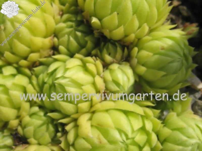 globiferum ssp. allionii from Aisone (falsch: Aione)