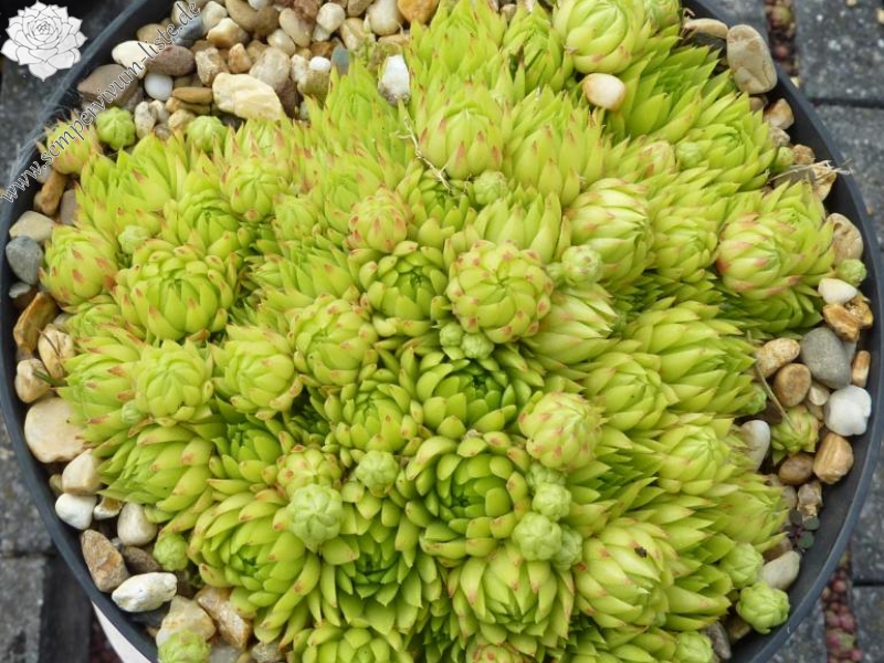 globiferum ssp. allionii from Aisone