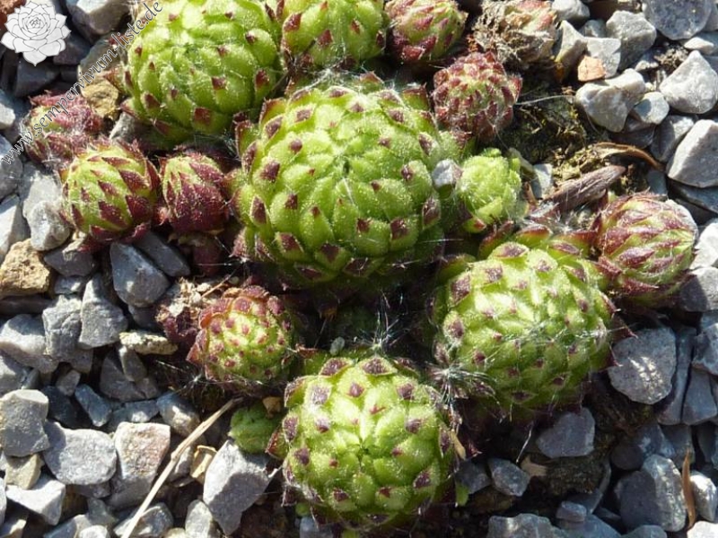 globiferum ssp. allionii from Canavese