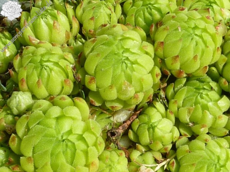 globiferum ssp. allionii from Canavese