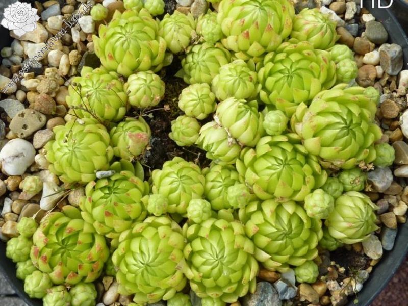 globiferum ssp. allionii from Col de la Cayolle