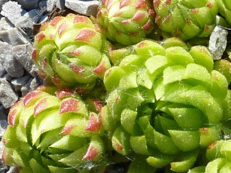 globiferum ssp. allionii from Col de la Cayolle