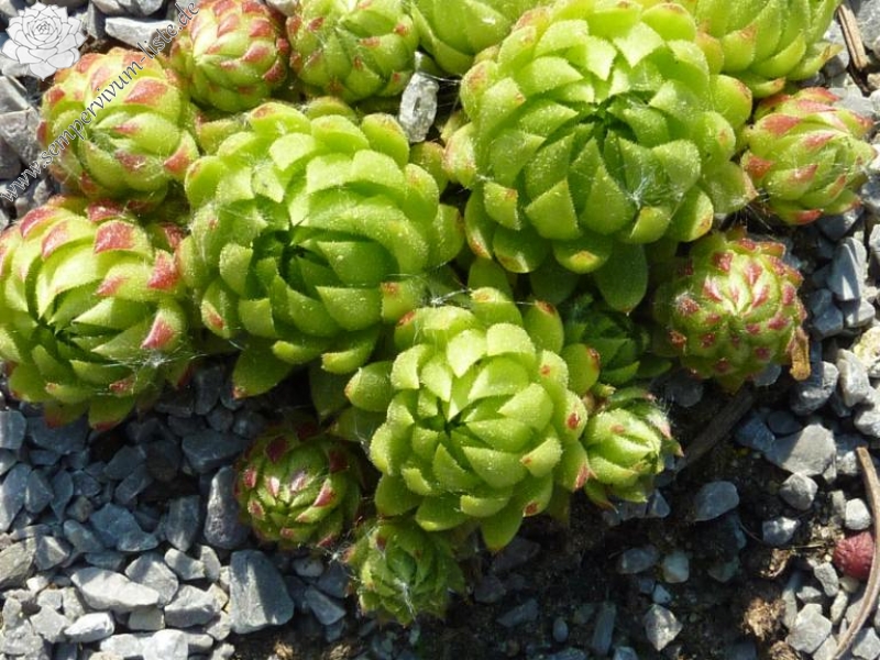 globiferum ssp. allionii from Col de la Cayolle