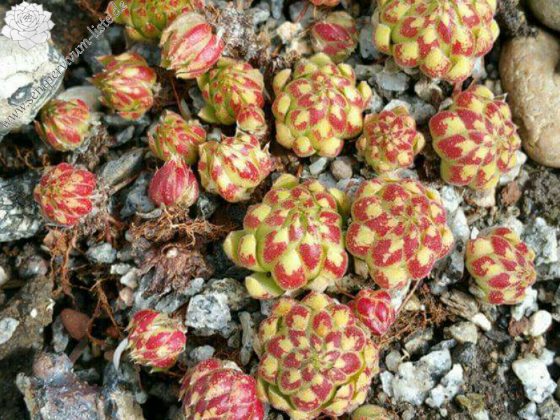 globiferum ssp. allionii from Col de Turini, Camp de Cabanes Vieilles