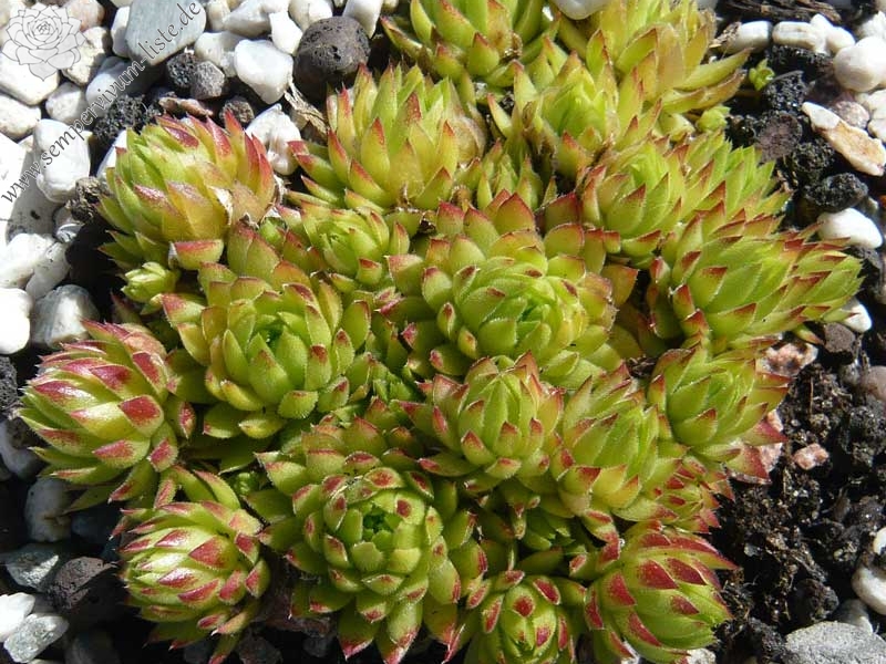 globiferum ssp. allionii from Colle di Caprauna