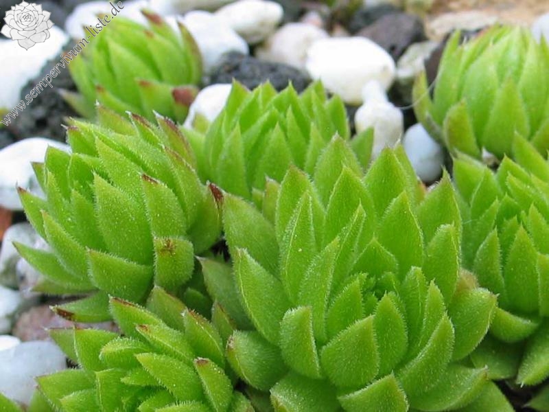 globiferum ssp. allionii from Colle di Caprauna