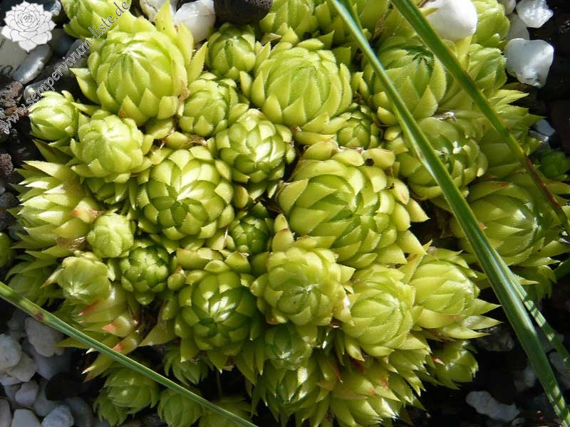 globiferum ssp. allionii from Colle di Caprauna