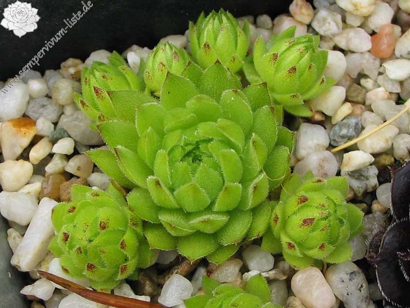 globiferum ssp. allionii from Colle di Caprauna