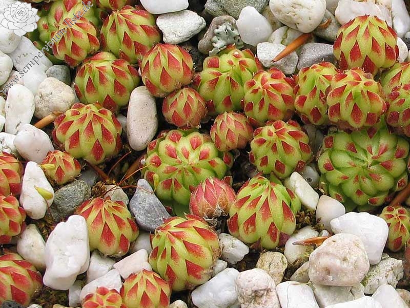 globiferum ssp. allionii from France