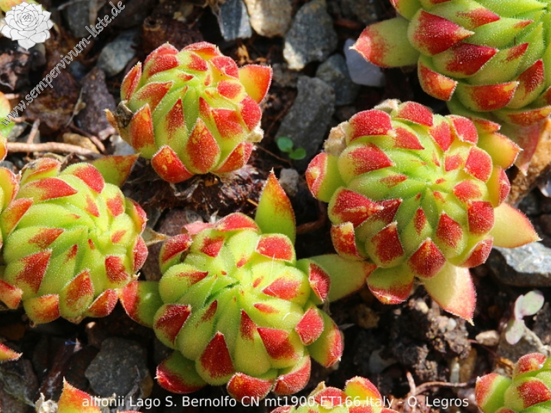 globiferum ssp. allionii from Lago di San Bernolfo