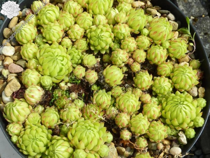 globiferum ssp. allionii from Mercantour