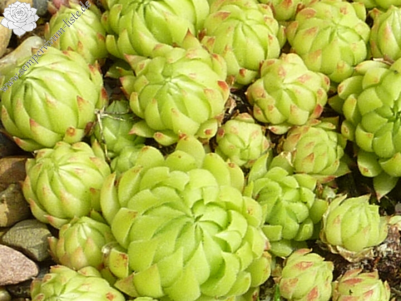 globiferum ssp. allionii from Mercantour