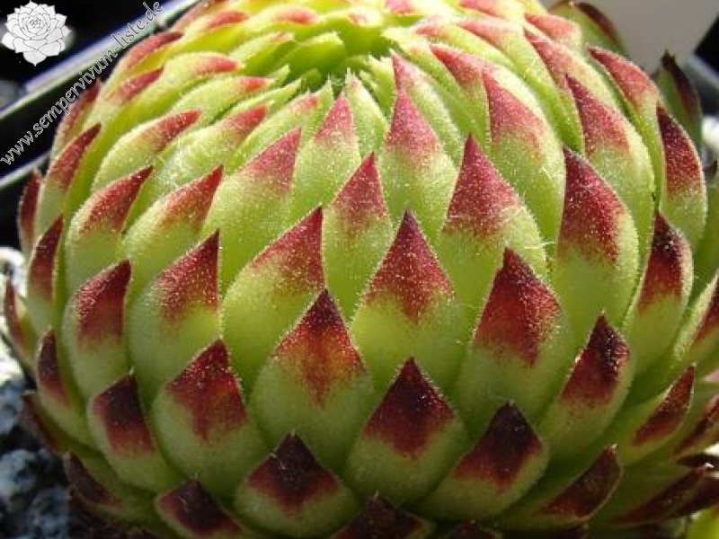 globiferum ssp. allionii from Piamprato